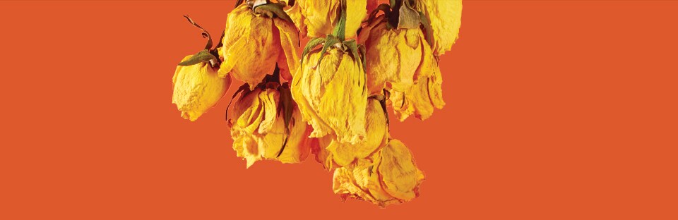 Butternut Image 4