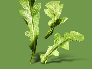 arugula leaves