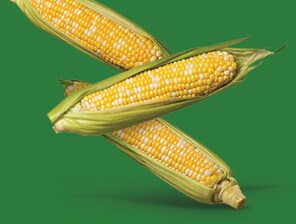 Pieces of Corn
