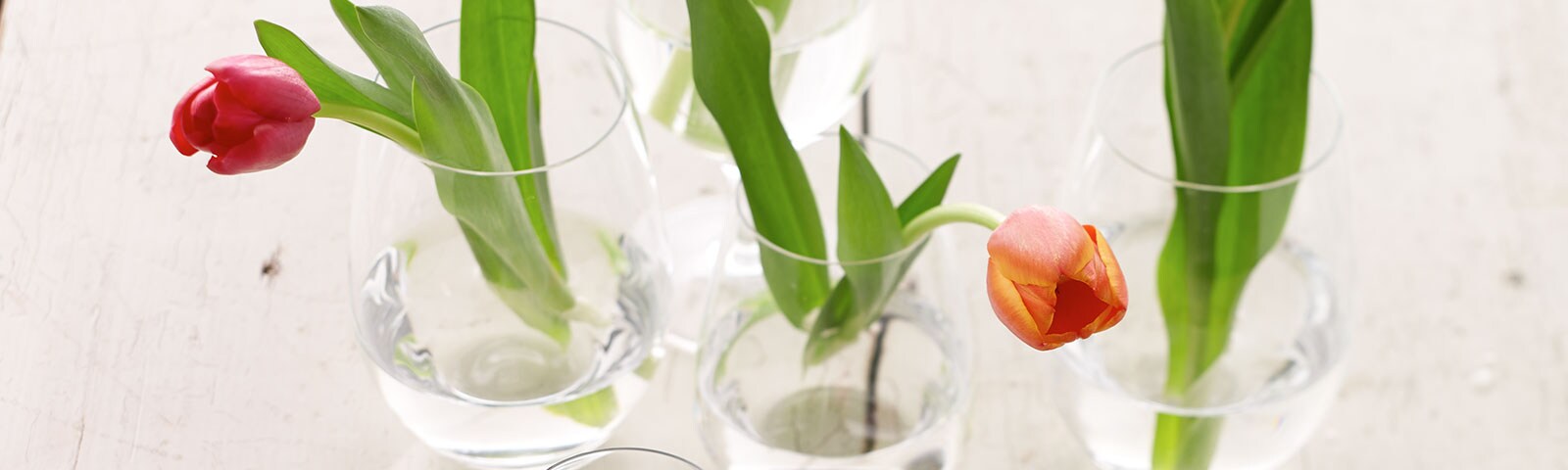Single red tulips each displayed in a glass vase on a table Single red tulips each displayed in a glass vase on a table