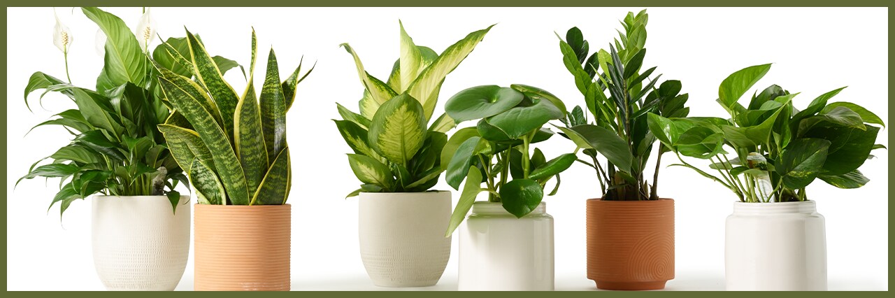 8 Common Houseplants (And How to Care for Them) 8 Common Houseplants (And How to Care for Them)