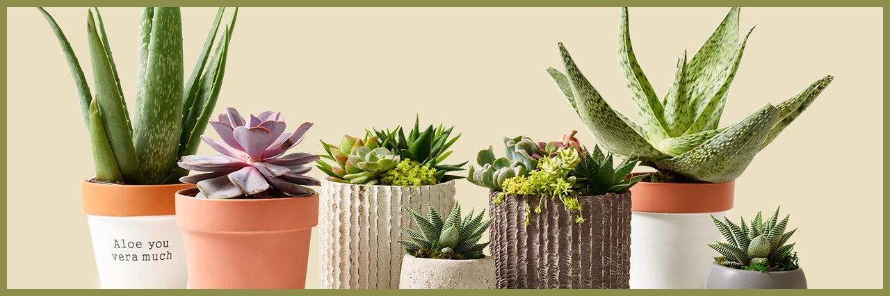 How to Care for Succulents