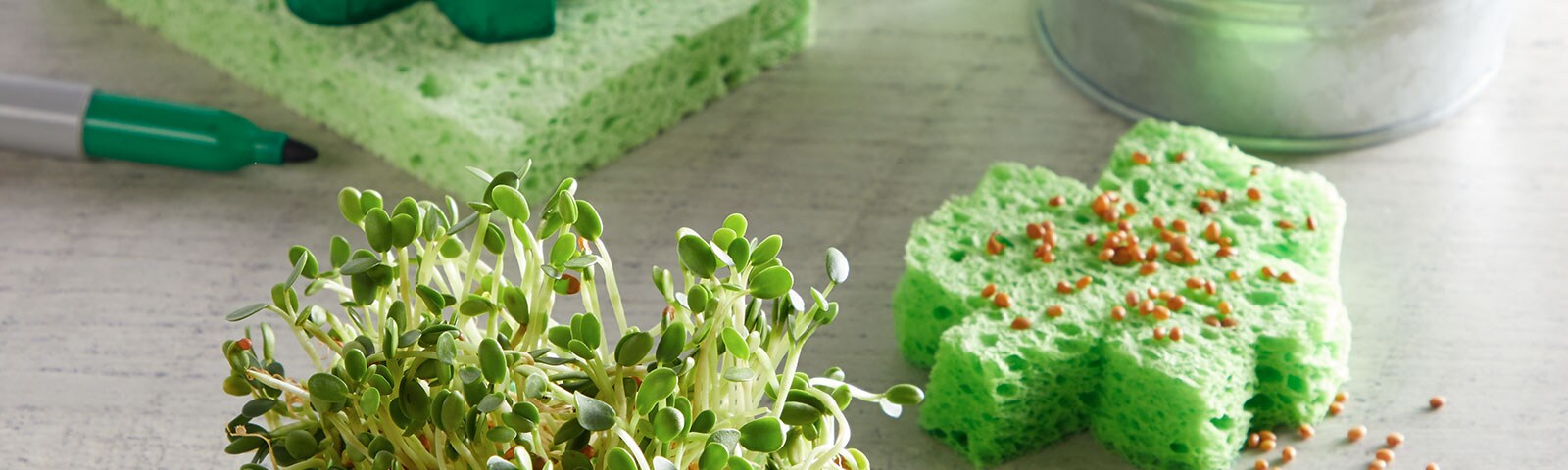 Sprouts grow from a sponge cut out in the shape of a shamrock