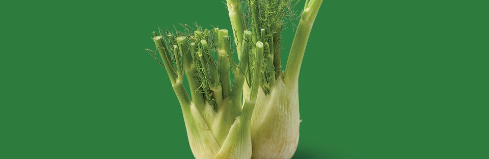 Fennel